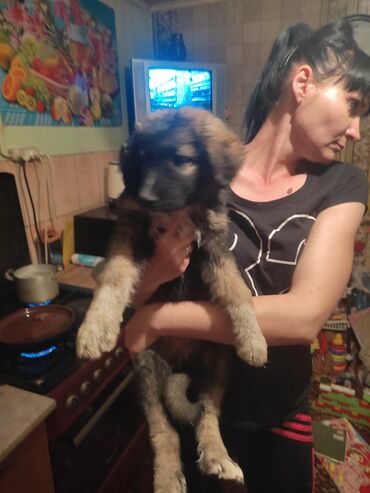 Собаки: Продам щенка 2 месяца,девочка.Мать кавказская овчарка!папа не знаю