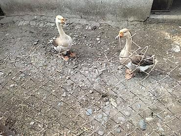 Другие с/х животные: Домашние гуси - Порода: линда+крупные серые (характерный «шишак» на — 10