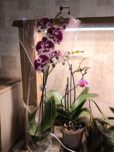 Другие товары для дома и сада: ОРХИДЕЯ ОРХИДЕЯ и ОРХИДЕЯ самое красивое и постоянно цветущий — 9