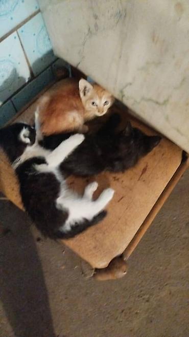 ит мышык: Котята, помёт из трёх малышей: - рыжий с белыми отметинами; - — 1