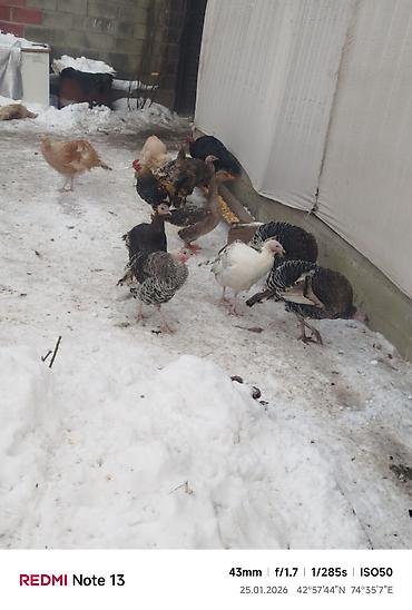 Индюки: Продаю | Индюк (самец) | Для разведения | Племенные — 12