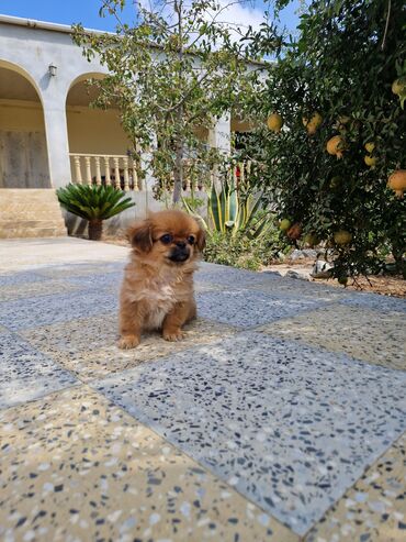 it sekilleri balaca: Pekines, 2 ay, Dişi, Ünvandan götürmə