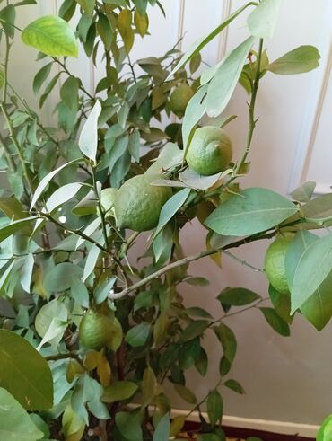 растения комнатные: Дерево лимон плодоносит цена10000