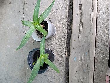 Фикусы: Комнатные растения — коллекция укоренённых саженцев и деток - Фикусы — 32