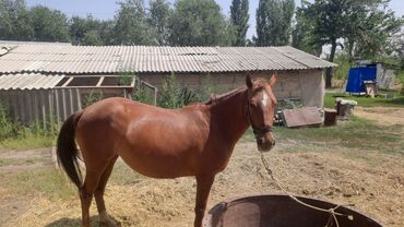 сколько стоит коза дойная купить: Продаю | Конь (самец) | Полукровка