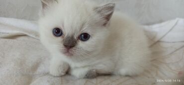 породистый кот: Котенок девочка, порода Шотландская, голубоглазая родилась 22.04