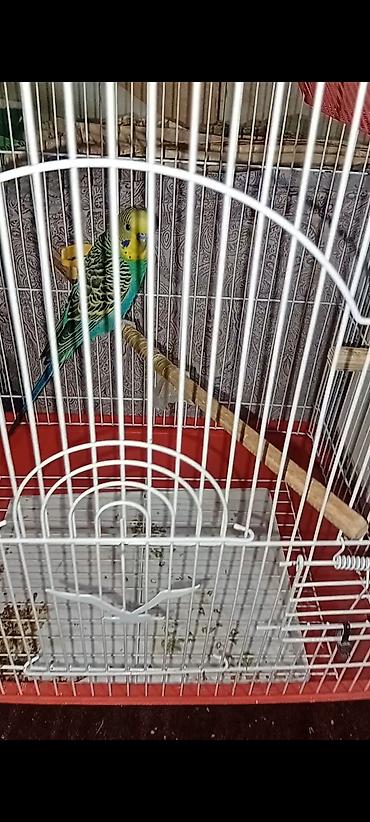 1yas yarim 1cut quslar+ 3eded yumurta+qefes+ağilli yem qabisi+2 eded