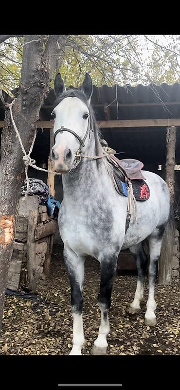 Лошади, кони: Продаю | Конь (самец) | Конный спорт | Племенные — 4