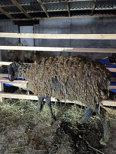 Баран, овца: Продаю | Овца (самка), Ягненок — 10