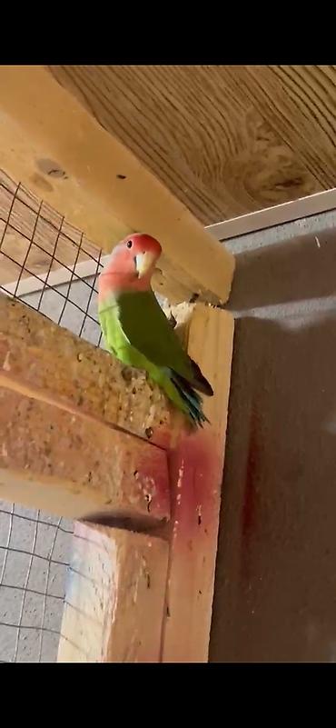 Tutuquşları: Sevdaquşu (Lovebird) tutuquşusu. Parlaq yaşıl bədən rəngi — 2