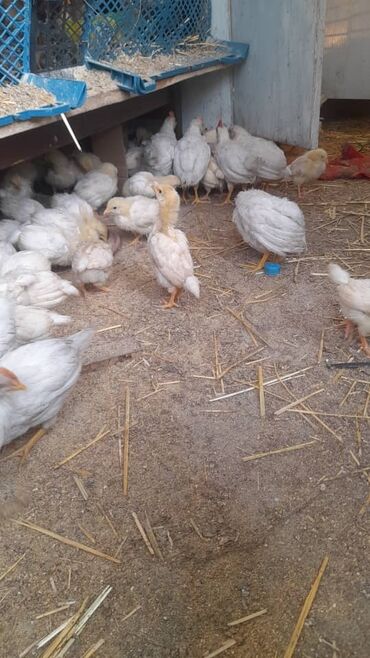 цены на курицу в бишкеке: Цеплята 20 дневные (200сомов) Цеплята 40дневные (300сомов) чожо