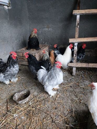 Птицы: Продаю ЦЫПЛЯТ СУТОЧНЫХ КАРЛИКОВЫХ КОХИНХИНОВ продаются цыплята На