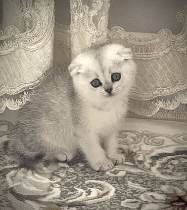 куплю шотландского вислоухого котенка: Мальчик Чистокровный Серебристая шиншилла порода Шотландская
