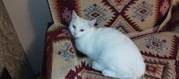 Pişiklər: Dişi, Yaxşı əllərə, Ünvandan götürmə — 12