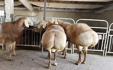 кангал кучук: Продаю | Овца (самка), Баран (самец) | Для разведения | Матка — 1