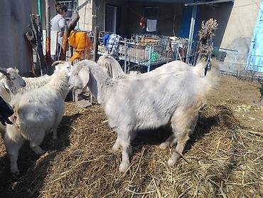 Козы, козлы: Продаю | Коза (самка), Козёл (самец), Козлёнок | Зааненская, Битал | Для разведения, Для молока | Племенные, Котные, Осеменитель — 19