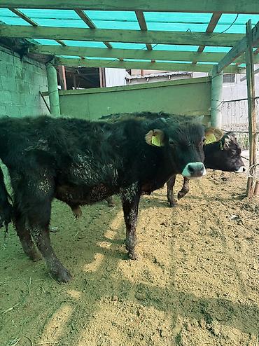 Коровы, быки: Продаю | Бык (самец) — 9