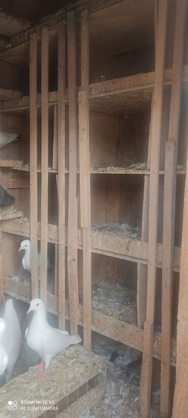 Yuvalar: Quşxana Satlır — 4