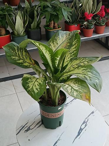 Другие комнатные растения: ПРОДАЮ КОМНАТНЫЕ РАСТЕНИЯ! 🌱 Бамбук — 3000 сом 🌳 Бонсай — 4100 сом 🌳 — 16