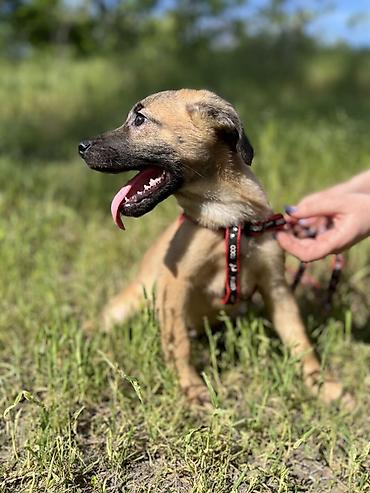 Отдам даром собаку: Ищем дом для маленькой Бусинки 🐾🏡 Группа «Зоозащита Бишкек» ищет — 6