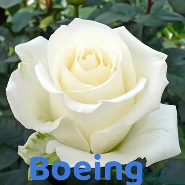 табуретка для кухни: Розы сортовые для сада и срезки: - Boeing — чайно-гибридная роза с