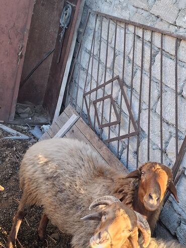 Inəklər, öküzlər: Erkək, il: 1, Damazlıq, Ünvandan götürmə