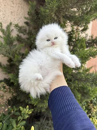 Pişiklər: Şinşilla — 10