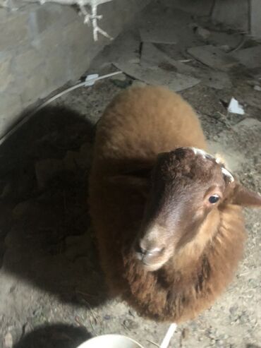 Inəklər, öküzlər: Qoyun – yerli cins, qəhvəyi rəng - Qoyun növü: ana qoyun tipli