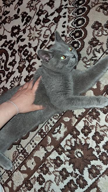 pisik cantası: Rus mavisi — 1