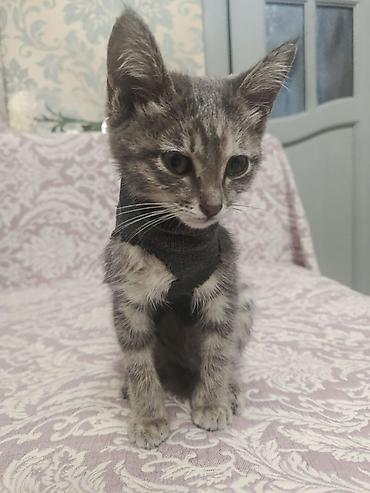 кошки свинкс: Кошка даром: Беспородная, 1 месяц, Девочка, Приучена к лотку — 3