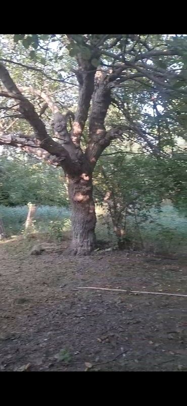 zeytun agaci satilir: Yaşıl yarpaqları olan böyük bir ağac. Gövdəsi qalın və budaqlıdır. Bağ