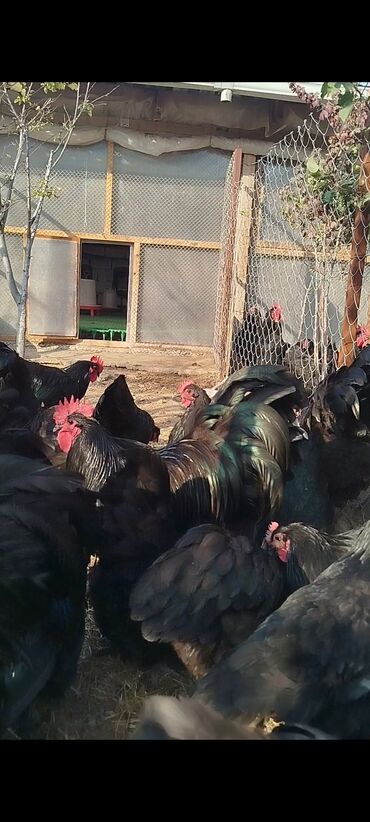 Digər quşlar: Alman cinsi australorp cücə və yumurta sifarişi qəbul olunur. bütün — 6