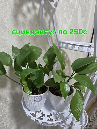 кактусы купить: Комнатные растения в горшках: - Декабрист (шлюмбергера) — — 2