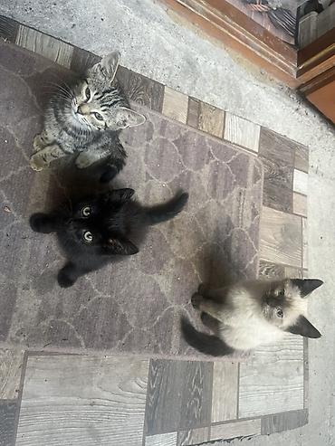 милые котята: 🐾 Отдам котят в добрые и заботливые руки! 🏡❤️ Очаровательные котята — 8