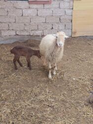 Qoyunlar, qoçlar: Yanı balalı 3 dənə qala cinsi qoyunlar və bir yerli qoyun satılır -da lalafo.az — 10 Qoyunlar, qoçlar: Yanı balalı 3 dənə qala cinsi qoyunlar və bir yerli qoyun satılır — 10