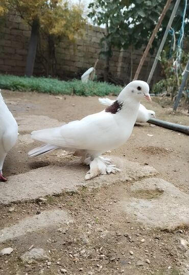 Göyərçinlər: Salam Aleykum Allah hər kəsin quşuna bərəkət versin. Qırmızı Boynu