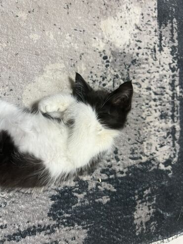 кошка мейн кун: Кошка даром: Беспородная, Девочка, Приучена к лотку, С документами, С прививками