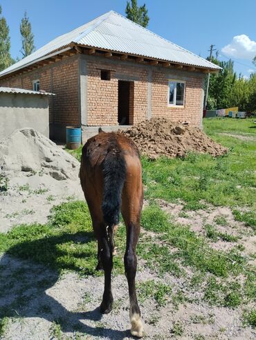 Лошади, кони: Продаю | Жеребенок | На забой, Для разведения