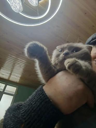 Pişiklər: Şotland — 12