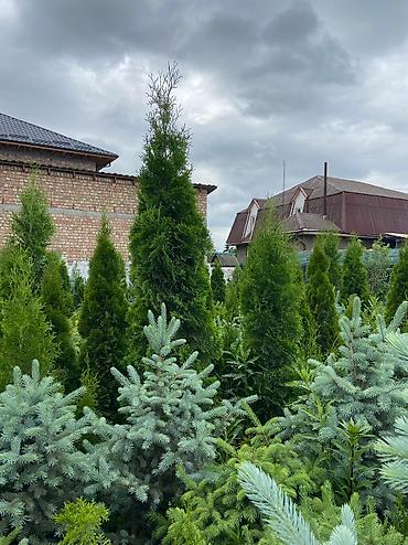 Туя: Продаем ели, туи, сосны и все виды хвойных растений! 🌲✨ Мы выращиваем — 3