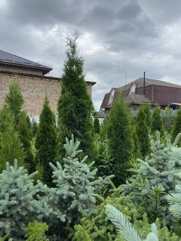 Декоративные деревья: Саженцы деревьев: Сосны, Самовывоз, Платная доставка at lalafo.kg — 8 Декоративные деревья: Саженцы деревьев: Сосны, Самовывоз, Платная доставка — 8
