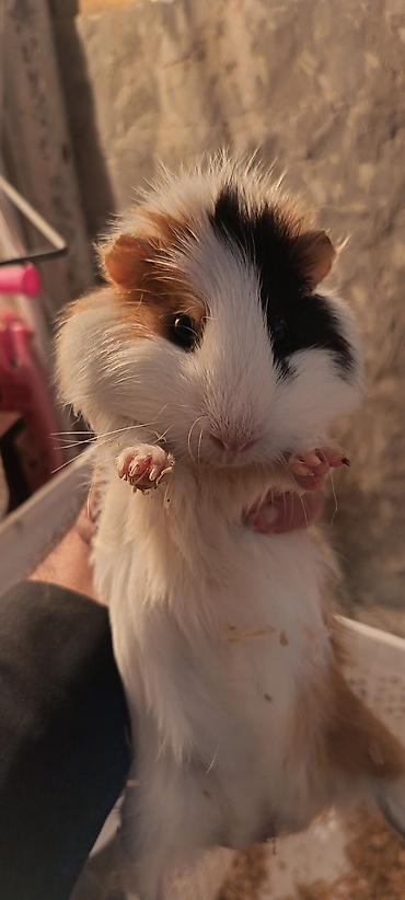 kirpi ne yeyir: Dəniz donuzucuğu (guinea pig) sağlam erkək marskaya svinka - Növ — 2