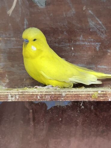 Tutuquşları: Çex və jumbo quşlar satılır Qiymətlər fərqlidir 30 azn 80 azn qədər — 2