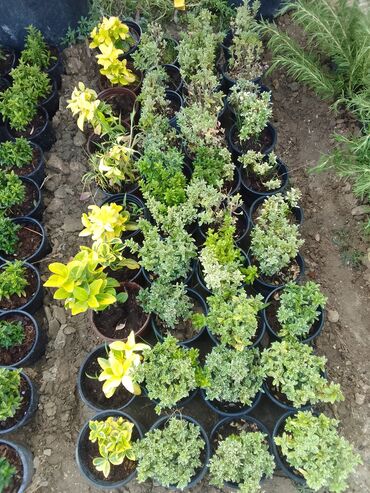 Çöl bitkiləri: Həmişə yaşıl — 12