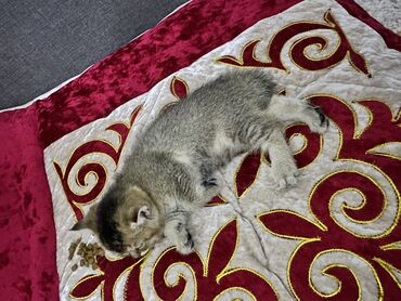 британская прямоухая кошка: Скотиш Страйт (Шотландская прямоухая), 2 месяца, Девочка, Серебристая шиншилла, Приучена к лотку, Проглистована, С документами