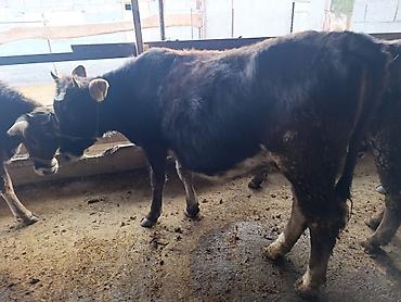 Коровы, быки: Продаю | Бык (самец) | Герефорд | На откорм | Привязанные — 22