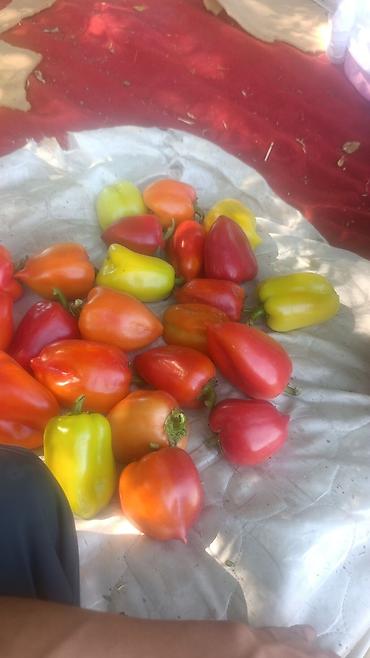 бутылка со вкусами: Перец Сладкий, Оптом — 1