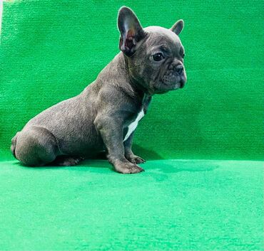 Psi: Zensko stene francuskog buldoga egzotične plave boje bez tigrine — 7