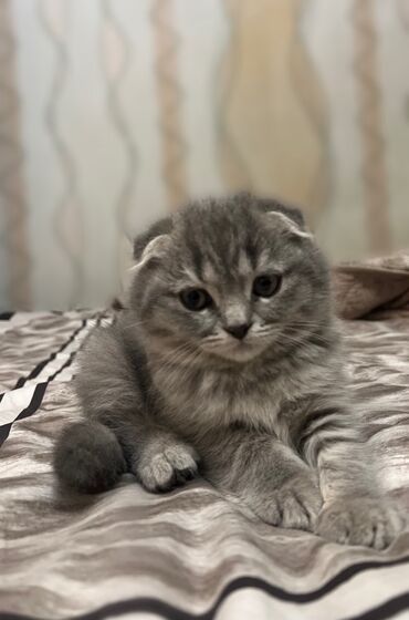 продаю шотландских котят: Скотиш Фолд (Шотландская вислоухая), 3 месяца, Мальчик, Серый, Приучена к лотку