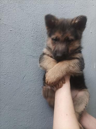 Продажа собак: Щенки немецкой овчарки 01.01.26 мальчик и девочка - Порода: немецкая — 5